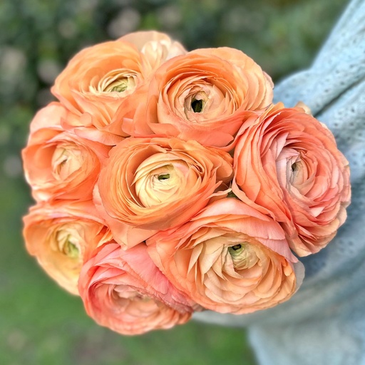 Ranonkels Cloni Succes Grand Pastel®