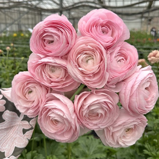 Ranonkels Cloni Succes Lady®