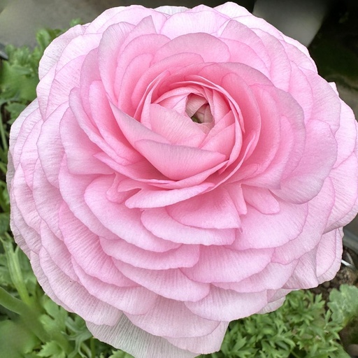 Ranonkels Elegance Rosa Chiaro