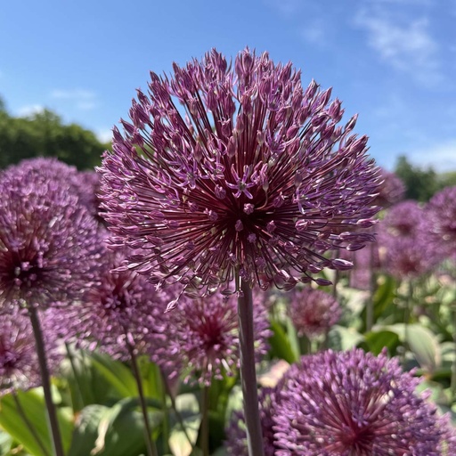 Allium Nevskianum