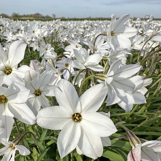 Ipheion Alberto Castillo 10 st.