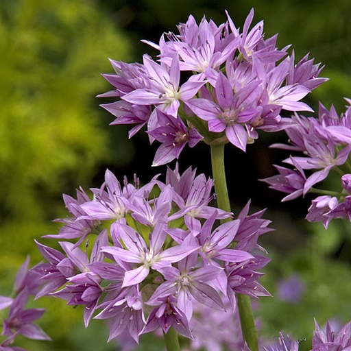 Allium Eros 
