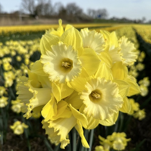 Lemon Glow