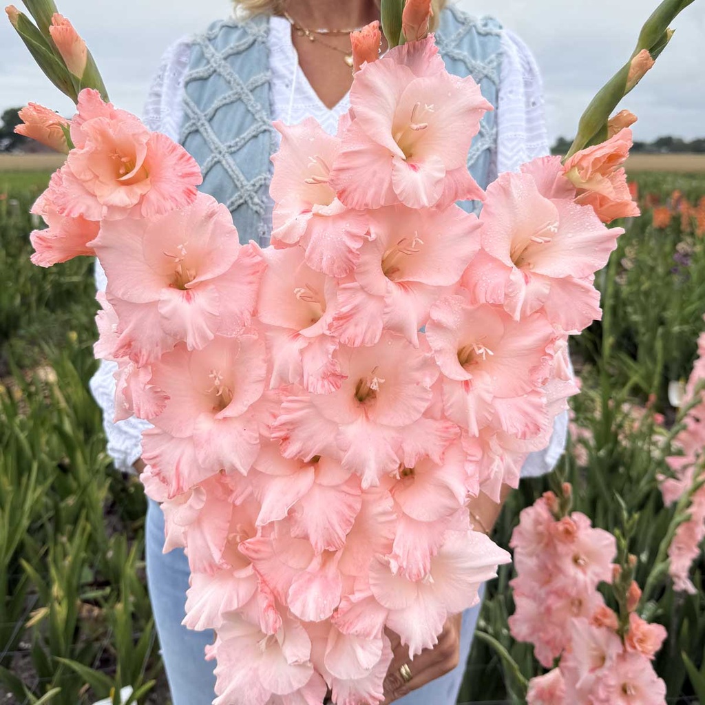 Gladiolus Jarama