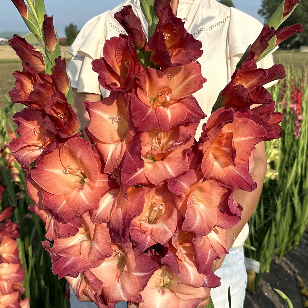 Gladiolus Ocaso
