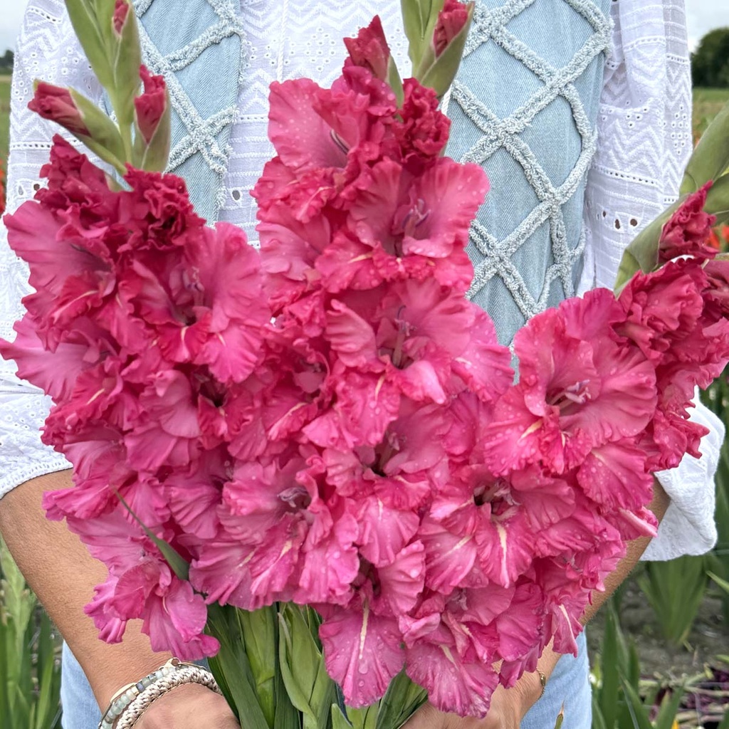 Gladiolus Sweet Love