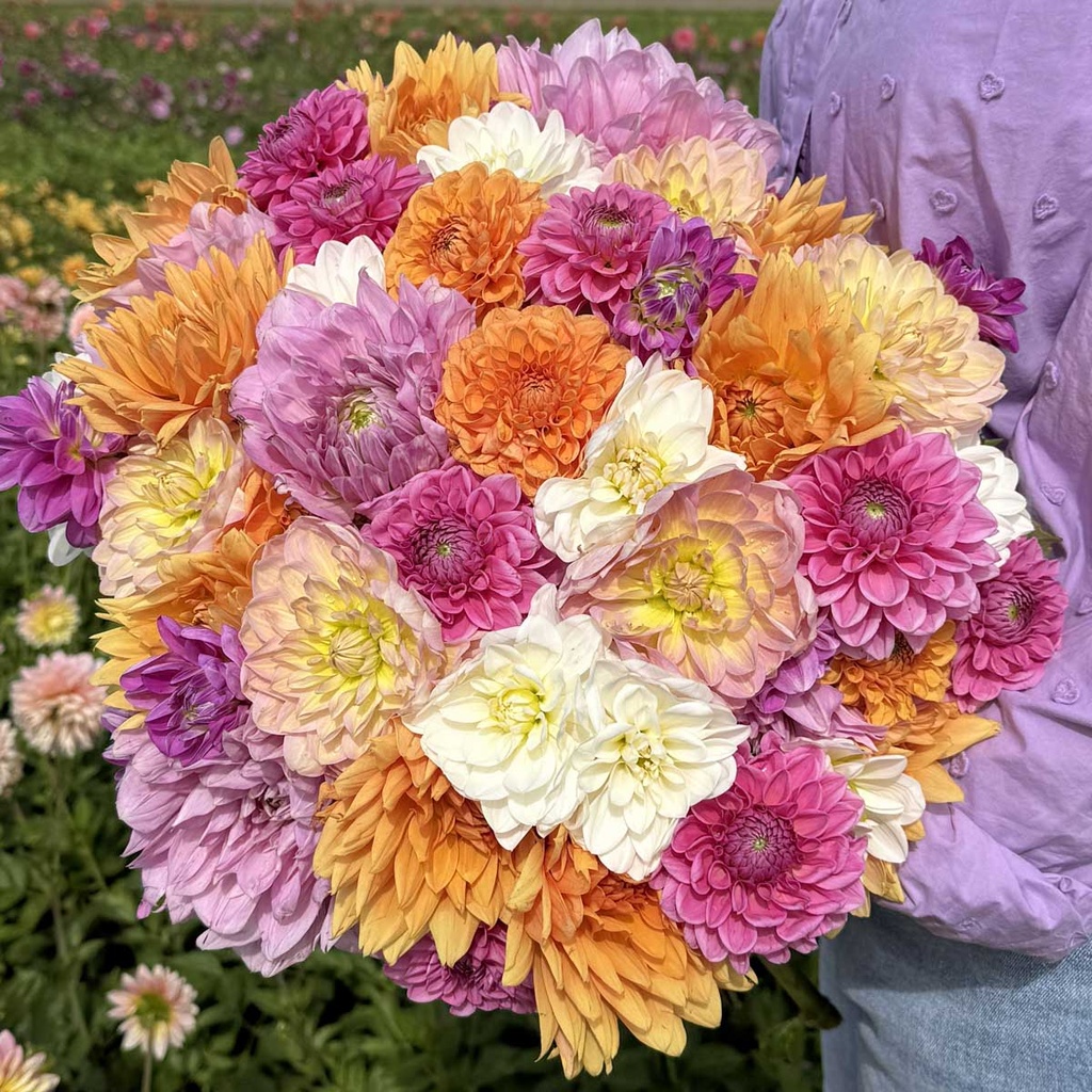 Mix dahlia startpakket (7 dahlia's)