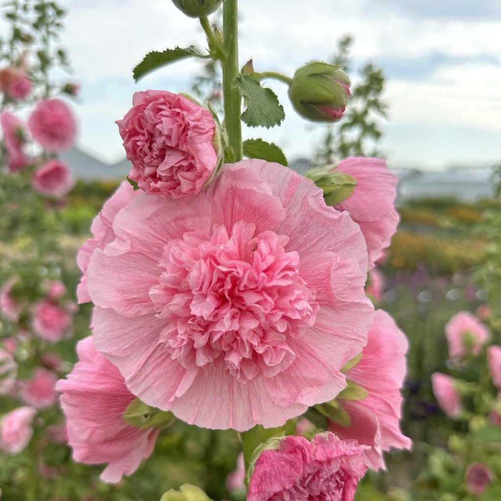 Alcea Rosea Carnival Old Rose (stokroos)