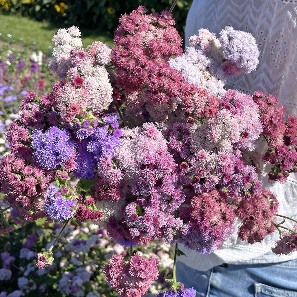 Ageratum Timeless Mix (leverbalsem)