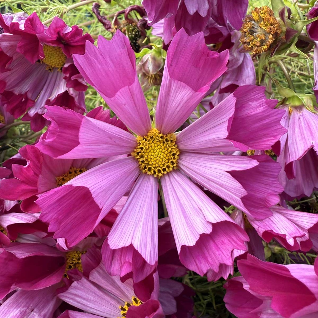 Cosmos Sea Shells Red