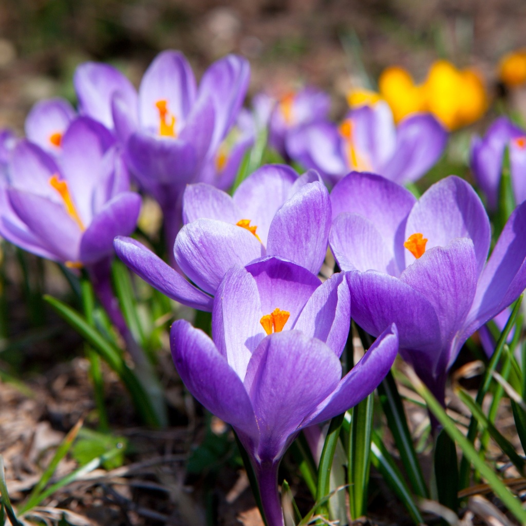 Crocus Aqua