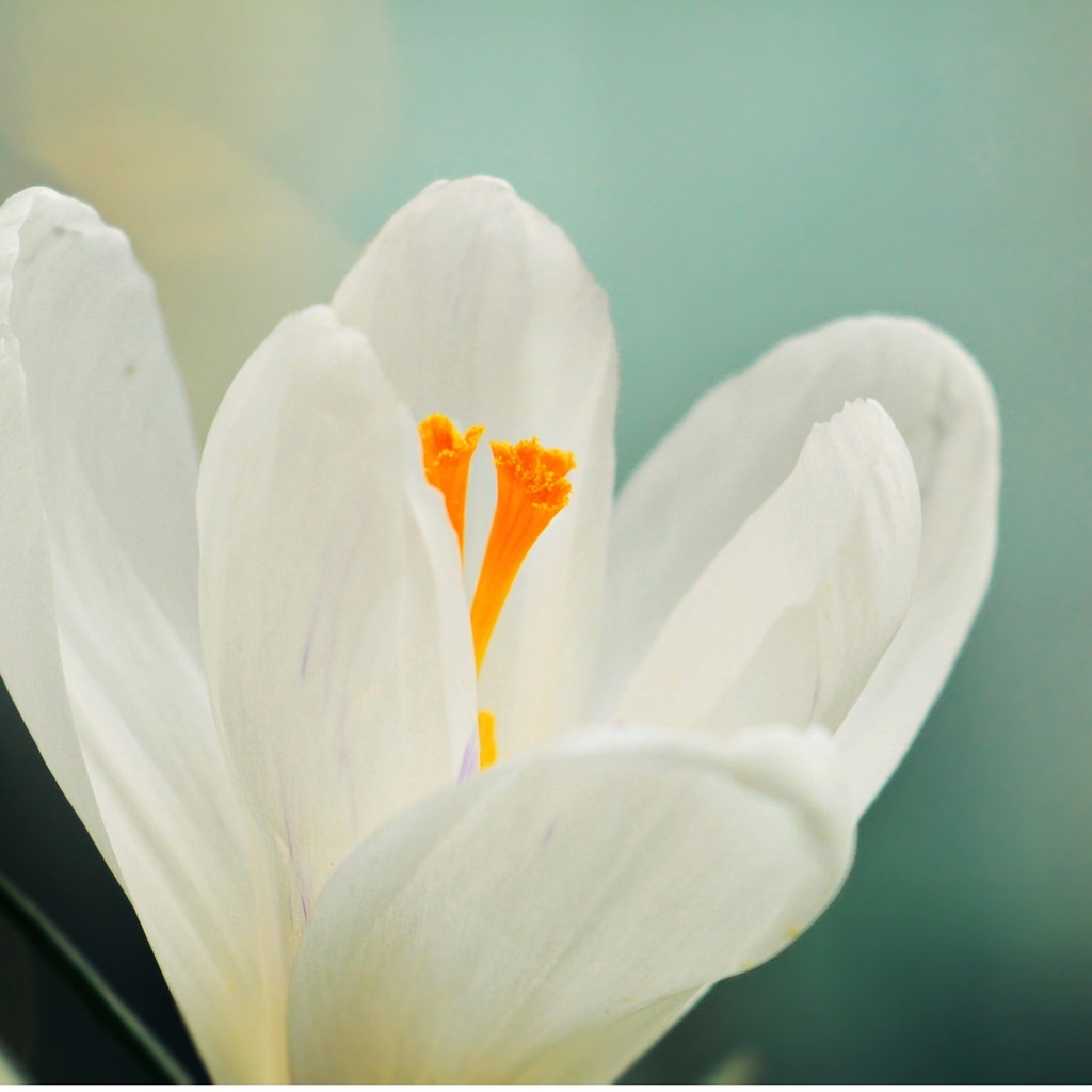Crocus Ice Queen