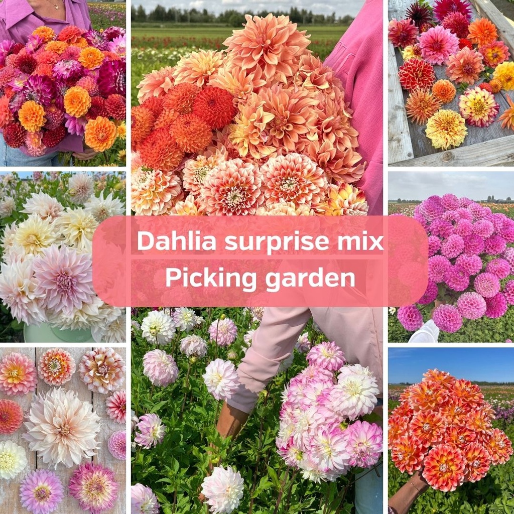 Dahlia Surprise Mix - pluktuin (20 dahlia's)
