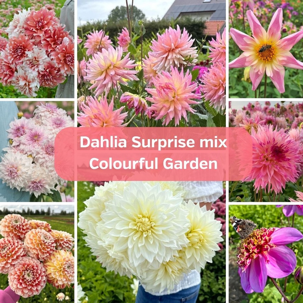 Dahlia Surprise Mix - kleurrijke tuin (20 dahlia's)