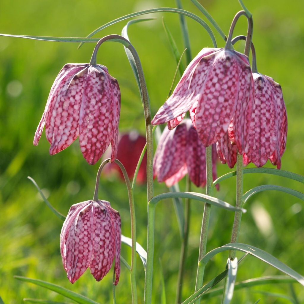 Fritillaria Meleagris (10 st)