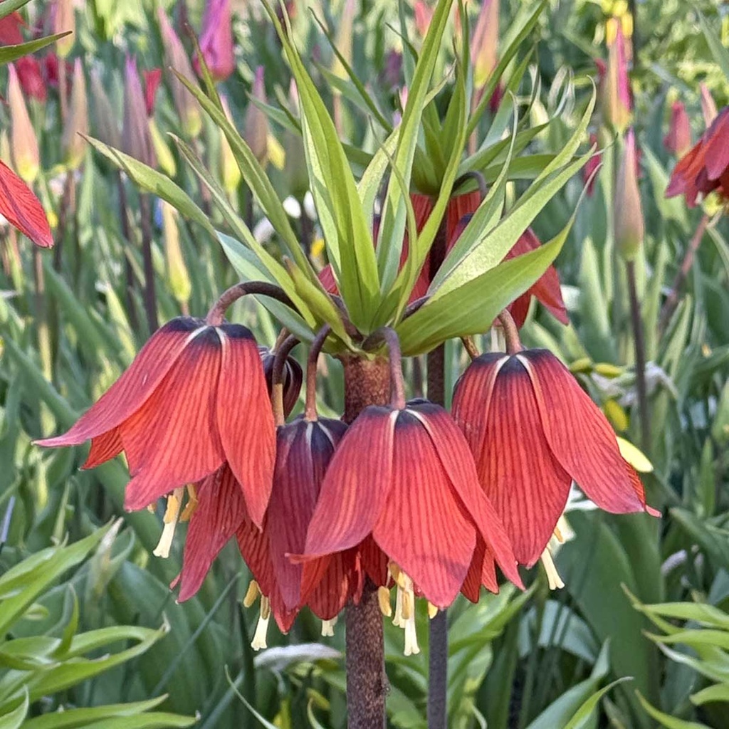 Fritillaria Rubra 3x