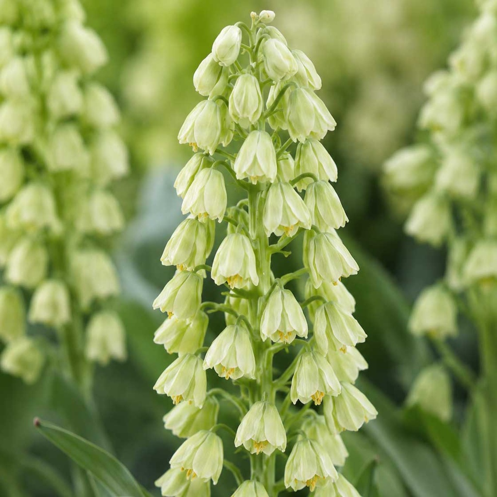 Fritillaria Ivory Bells 1x