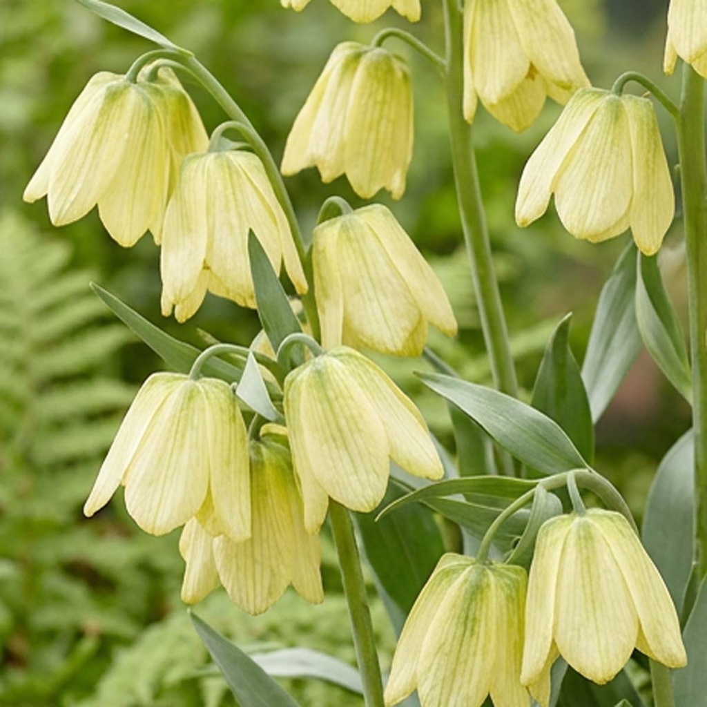 Fritillaria Pallidiflora 5x