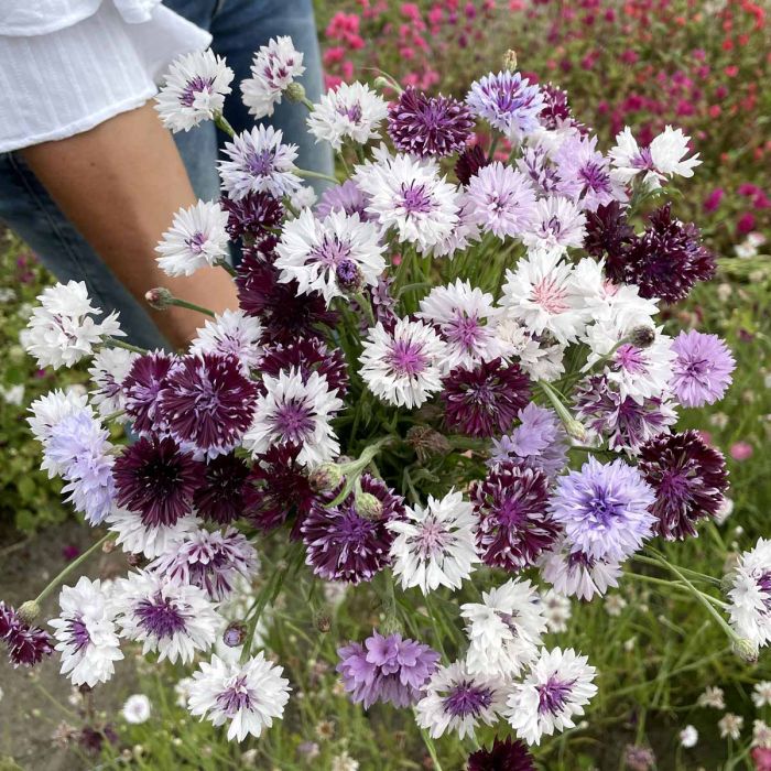 Centaurea Classic Magic